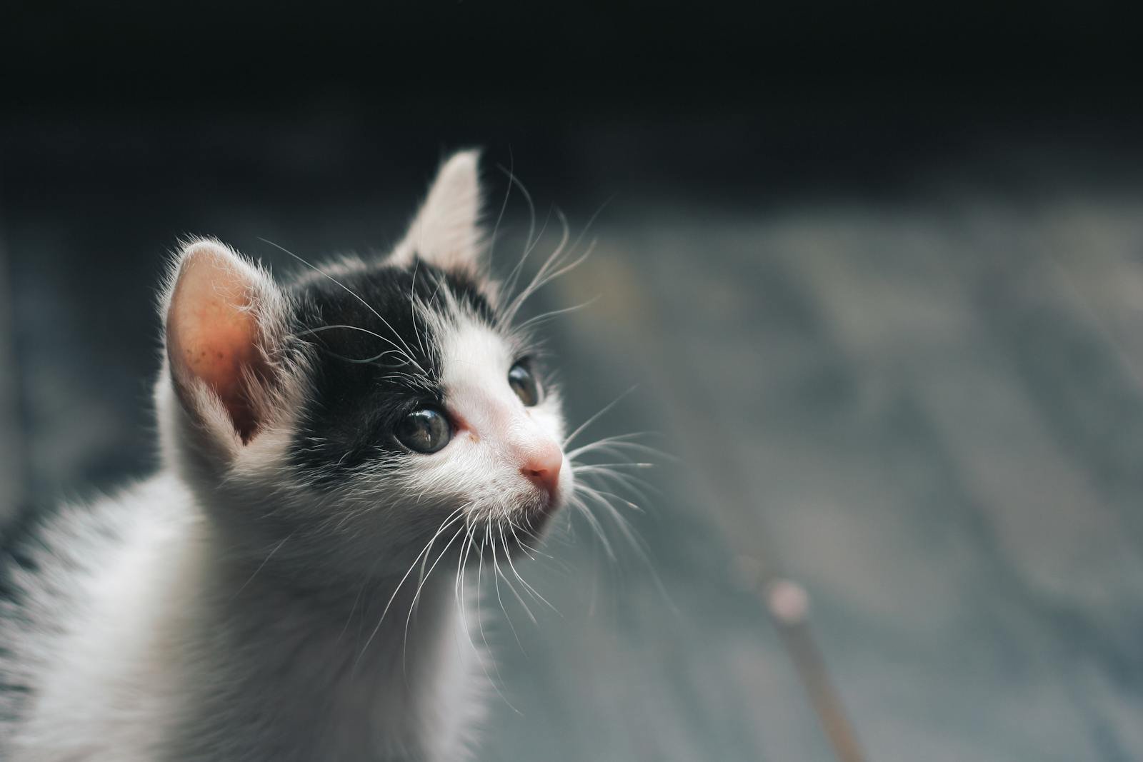 Adorable black and white kitten looking up with curious eyes, close-up view.
