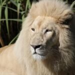 Close-up of a majestic white lion amidst natural foliage, showcasing its regal mane.
