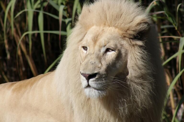 Close-up of a majestic white lion amidst natural foliage, showcasing its regal mane.