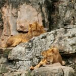 Two lions resting on rocky terrain, showcasing their majestic presence in a zoo setting.