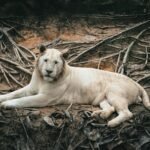 A stunning white lion calmly lies on the ground amidst a rustic natural setting, showcasing its grace and beauty.