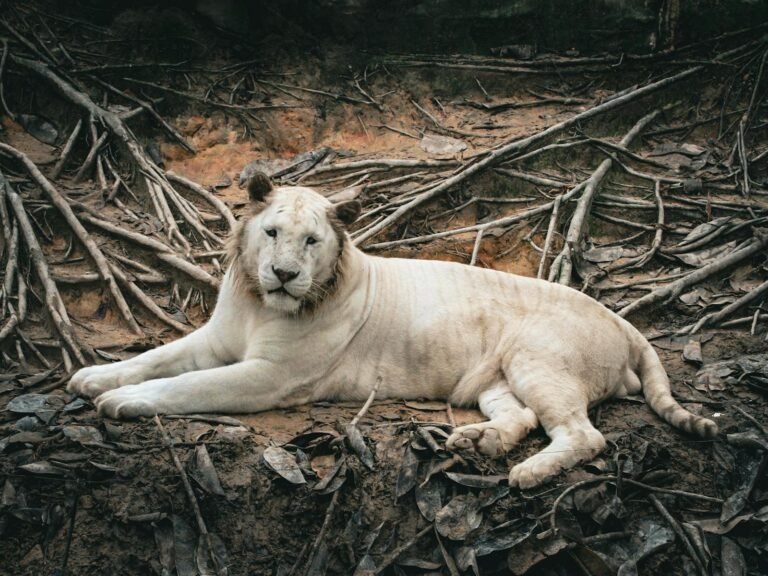 A stunning white lion calmly lies on the ground amidst a rustic natural setting, showcasing its grace and beauty.