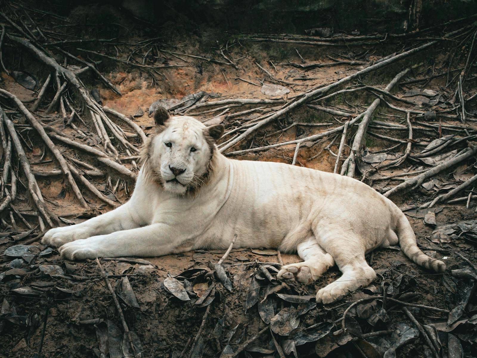 A stunning white lion calmly lies on the ground amidst a rustic natural setting, showcasing its grace and beauty.