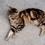 Overhead view of a tabby cat relaxed on a concrete surface, showcasing its distinct fur patterns.