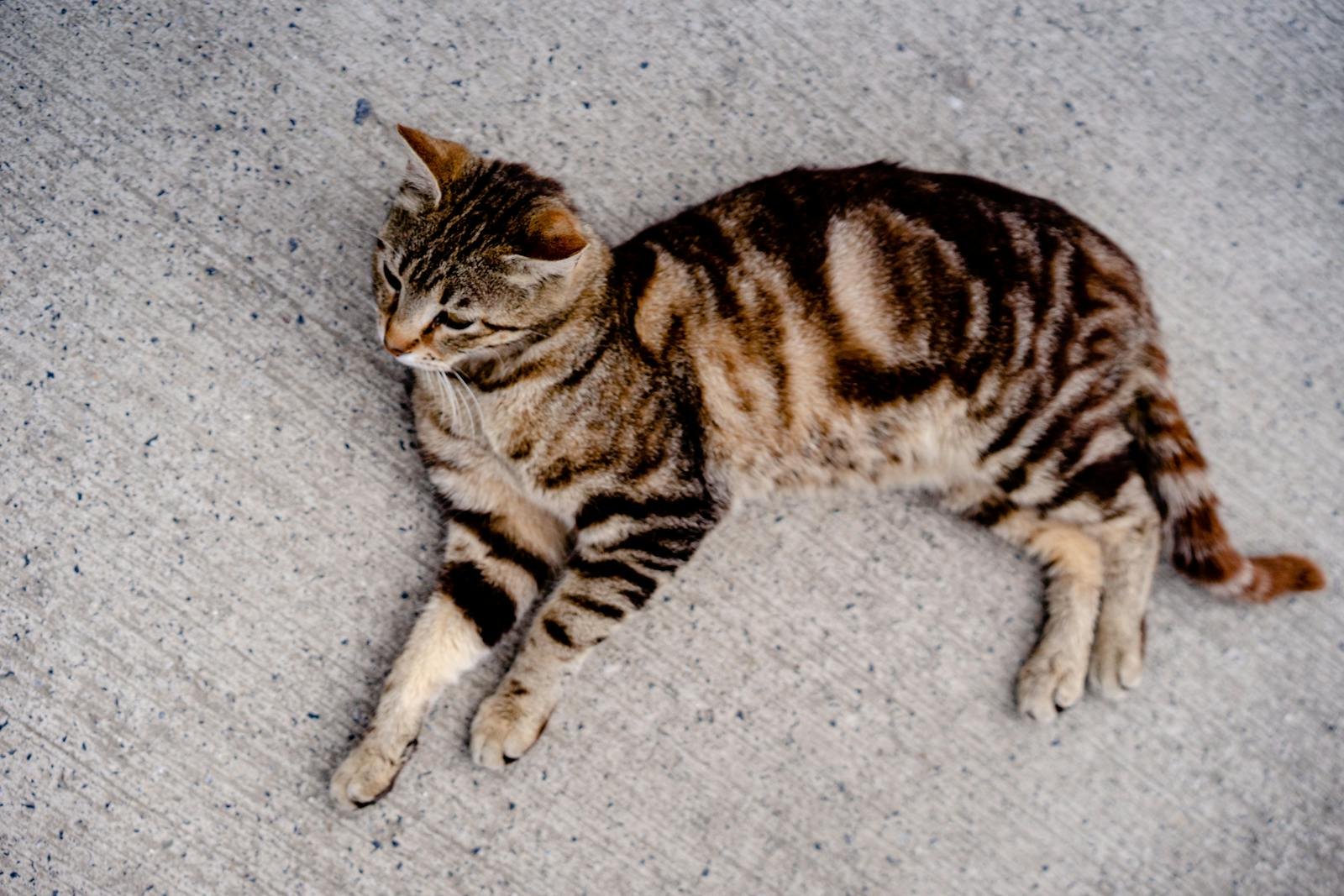 Overhead view of a tabby cat relaxed on a concrete surface, showcasing its distinct fur patterns.