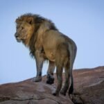 A regal male lion stands on a rock, showcasing its majestic mane in the African wilderness.