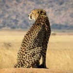 Cheetah sitting on a rock in the sunlit African savanna. (Acinonyx jubatus)