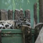 A clouded leopard comfortably lying on wooden logs in a Prague Zoo enclosure.