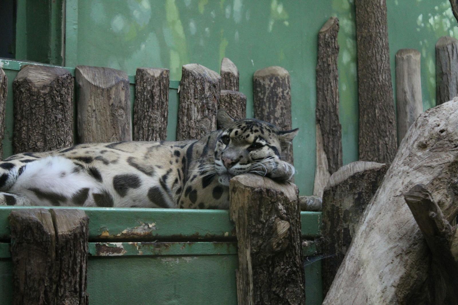 A clouded leopard comfortably lying on wooden logs in a Prague Zoo enclosure.