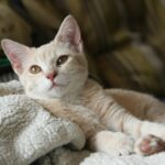Adorable beige kitten lounging on a soft blanket indoors, adding warmth to any setting.