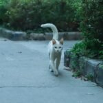 A white cat strolling confidently down a concrete path bordered by green foliage.