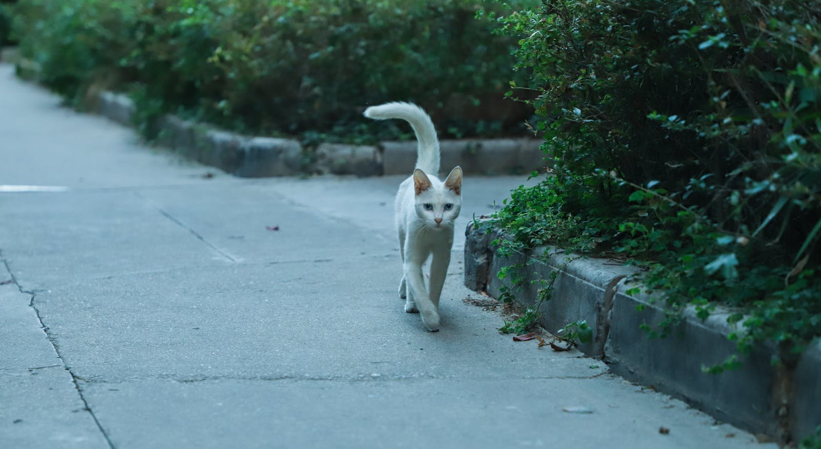 A white cat strolling confidently down a concrete path bordered by green foliage.