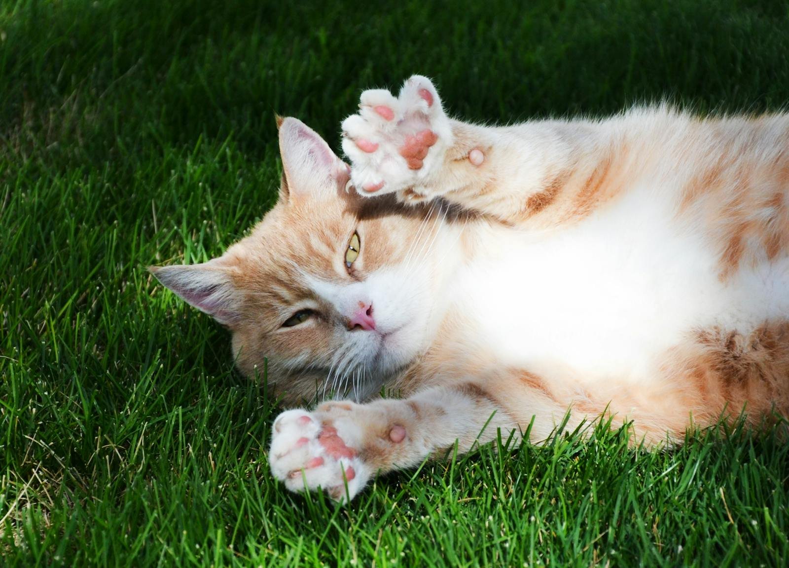 Cute orange tabby cat lying on lush green grass, showing its playful side.