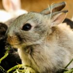 Close-up of a cute young rabbit sitting on fresh grass, showcasing its whiskers and fur.