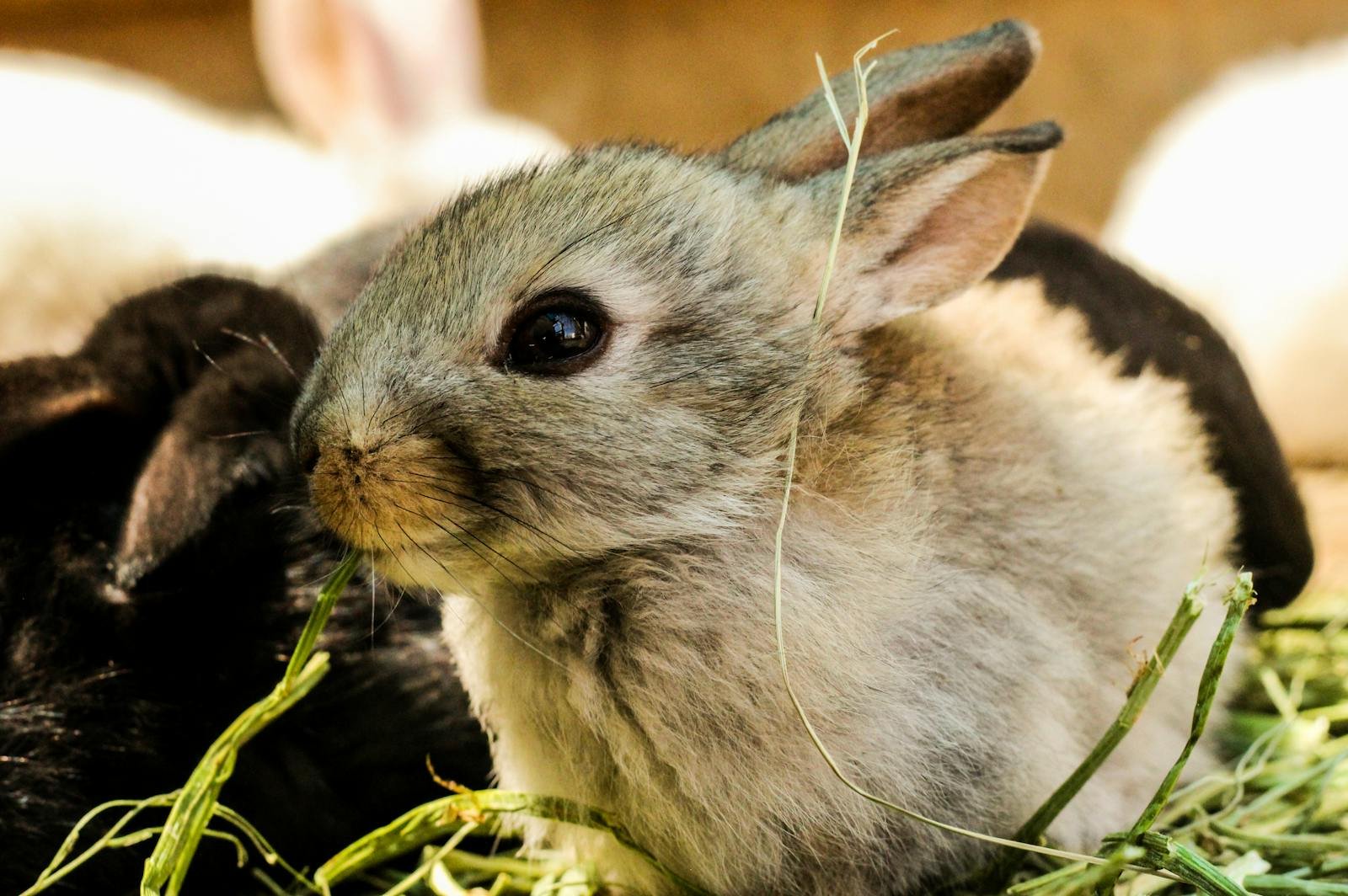 Close-up of a cute young rabbit sitting on fresh grass, showcasing its whiskers and fur.