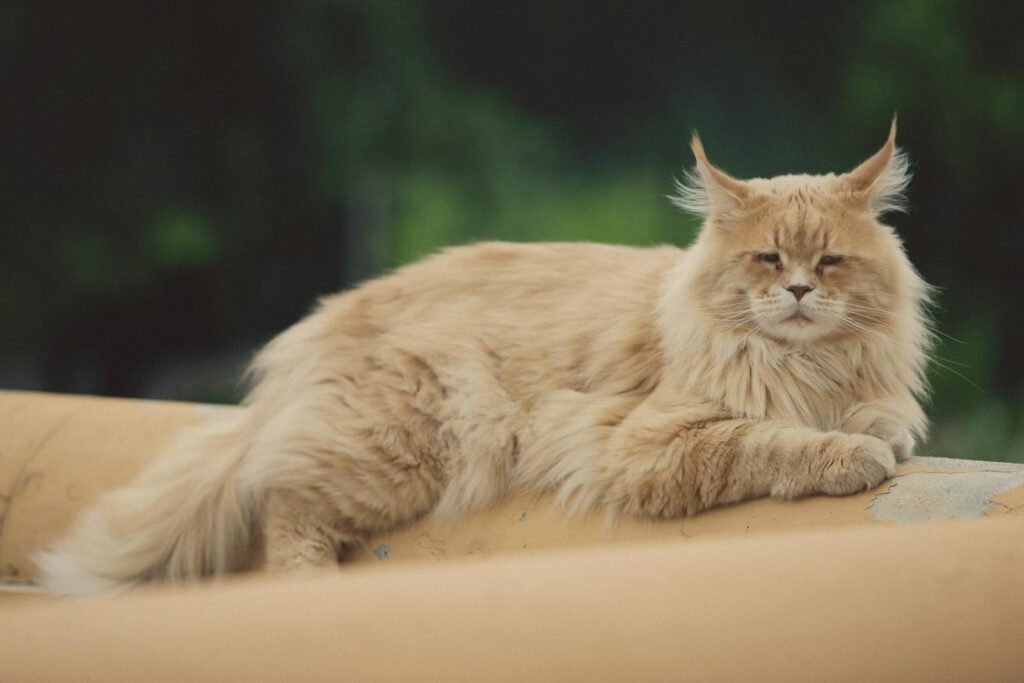 Fluffy Maine Coon cat resting outdoors, showcasing its luxurious fur and relaxed demeanor.
