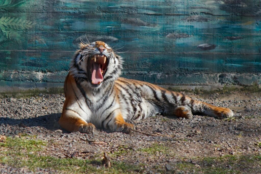 A yawning tiger lounging outdoors in a zoo enclosure, showcasing its sharp teeth.
