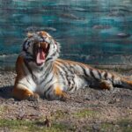 A yawning tiger lounging outdoors in a zoo enclosure, showcasing its sharp teeth.