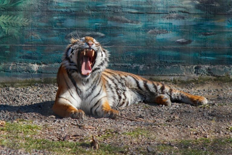 A yawning tiger lounging outdoors in a zoo enclosure, showcasing its sharp teeth.