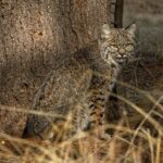A bobcat sits alert by a tree in a natural forest setting, showcasing its natural camouflage and alertness.