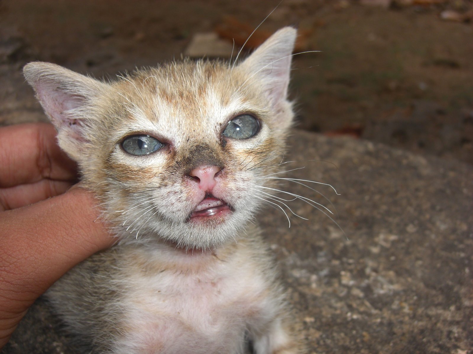 The Purring While Doing Annoying Things (image credits: wikimedia)