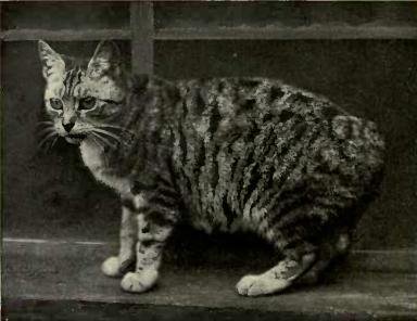 Manx: Tailless Wonders That Love to Be Touched (image credits: wikimedia)