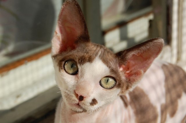 Devon Rex: The Pixie Cat Who Loves Surprises (image credits: wikimedia)