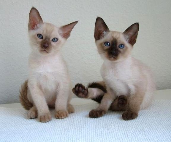 Tonkinese: The Ultimate Social Adaptors (image credits: wikimedia)
