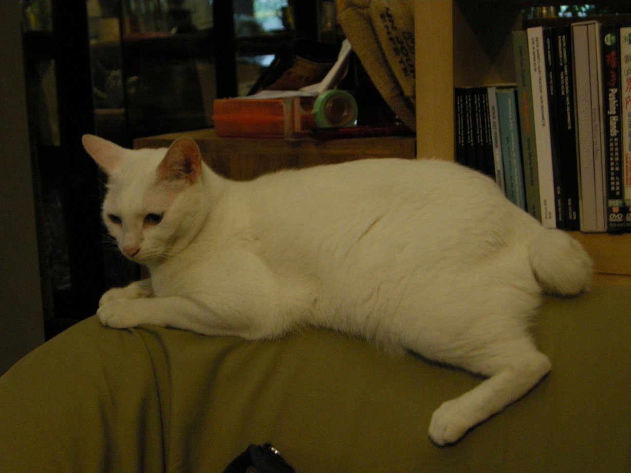 Japanese Bobtail: Lucky Cat, Lucky Life (image credits: wikimedia)