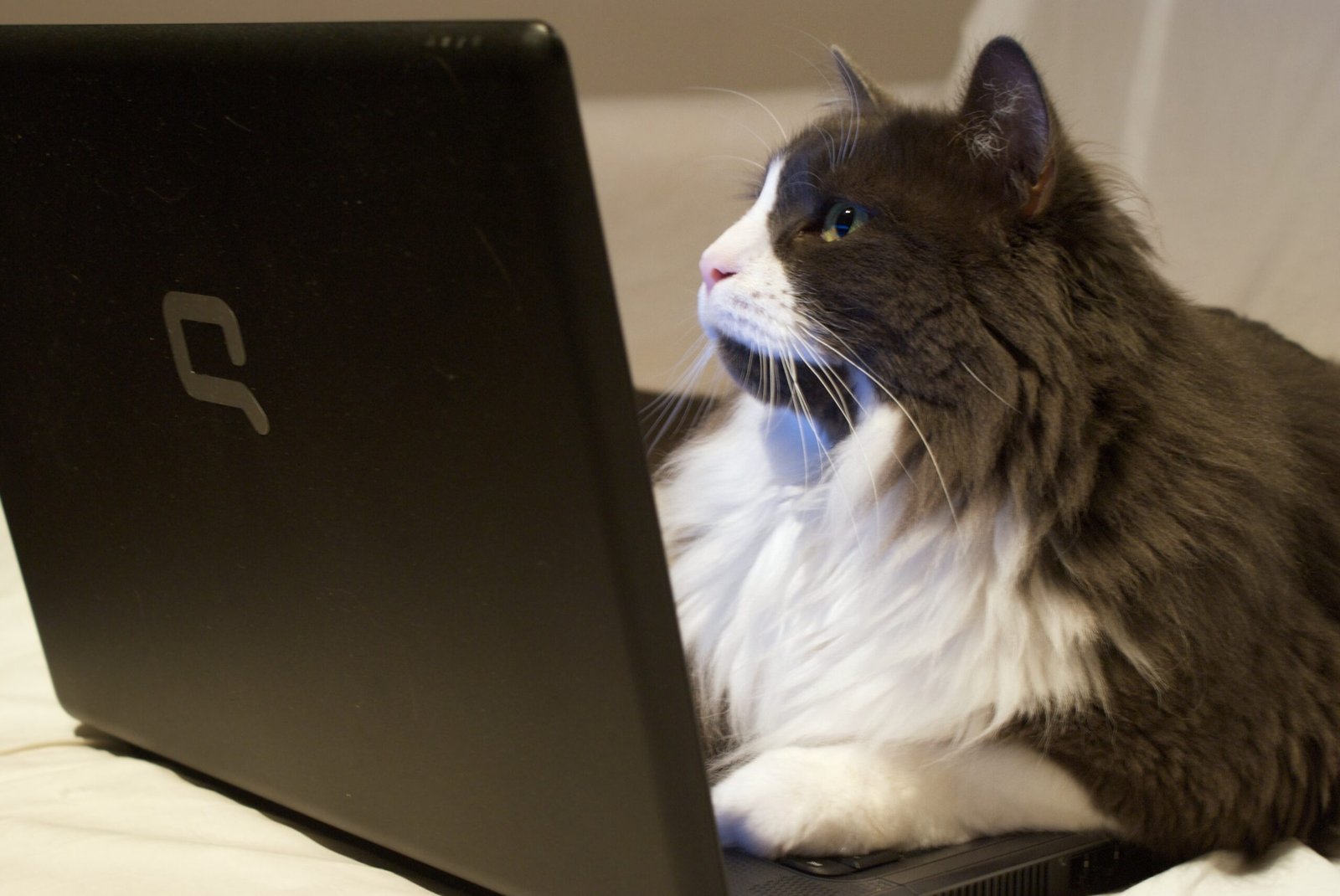 The Laptop Lounger (image credits: wikimedia)