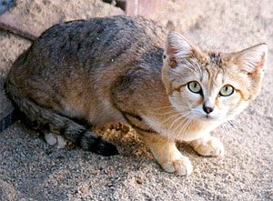 The Sand Cat: Desert’s Cutest Survivor (image credits: wikimedia)