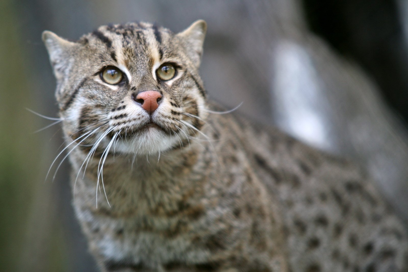 The Jungle’s Distant Cousin: The Fishing Cat (image credits: wikimedia)