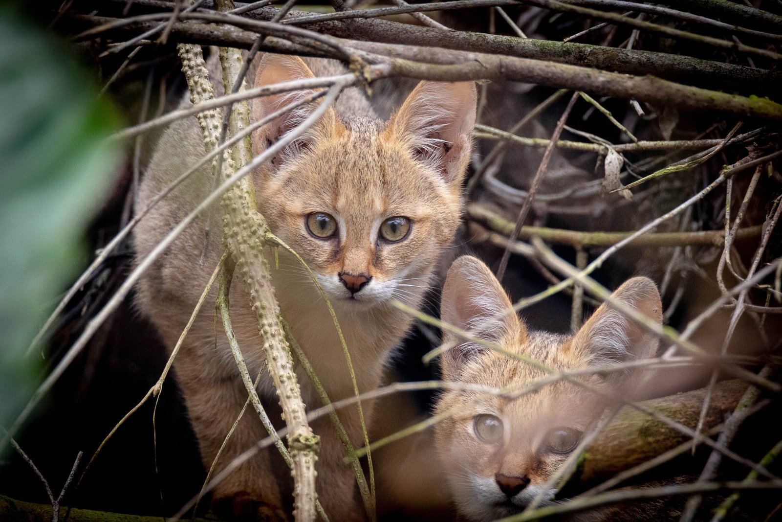 The Jungle Cat (But Not From Jungles!) (image credits: wikimedia)