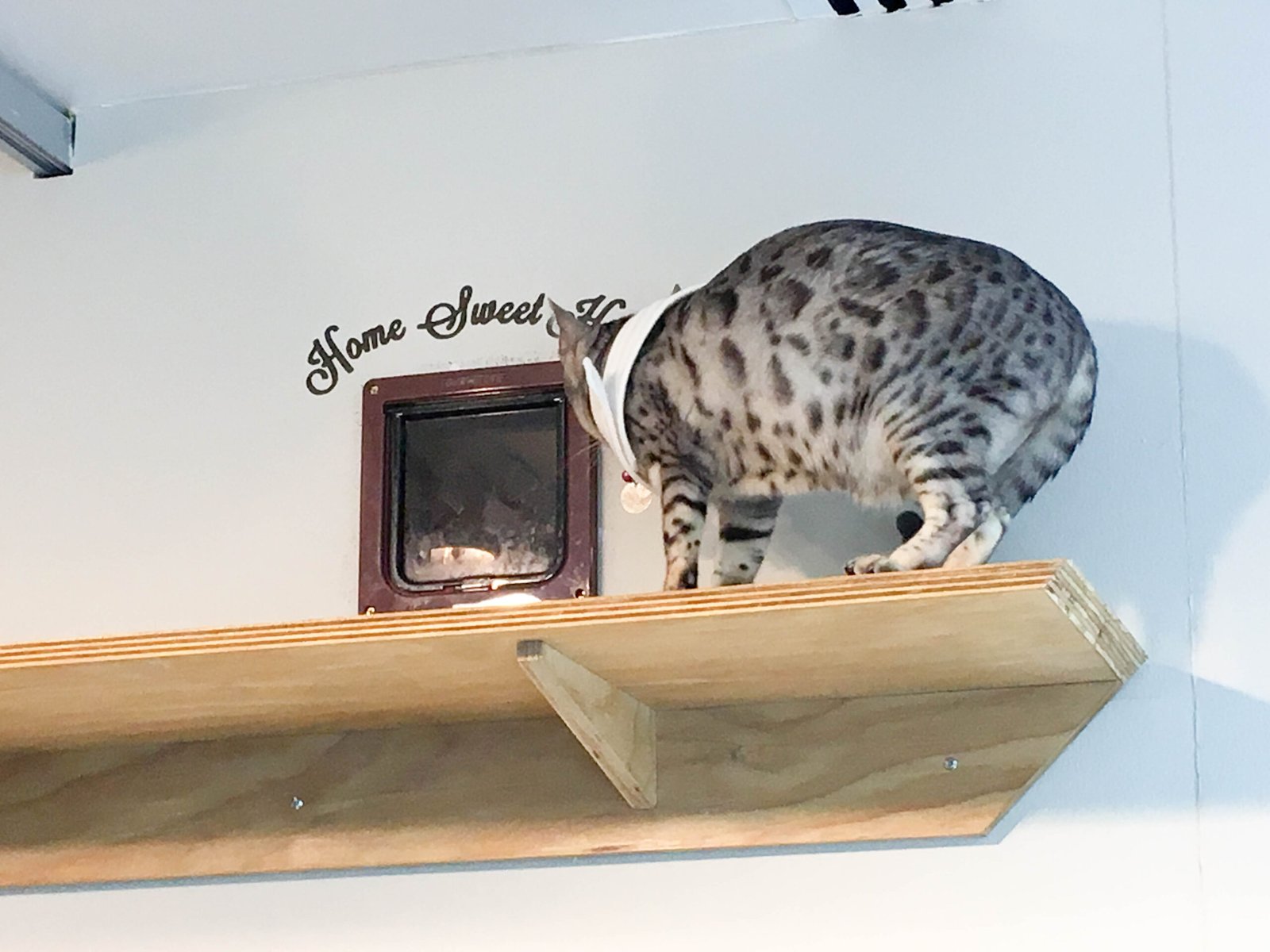 Playful Acrobatics (image credits: wikimedia)
