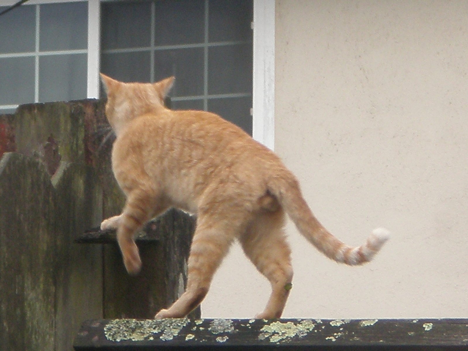 Inviting the Wild In (image credits: wikimedia)