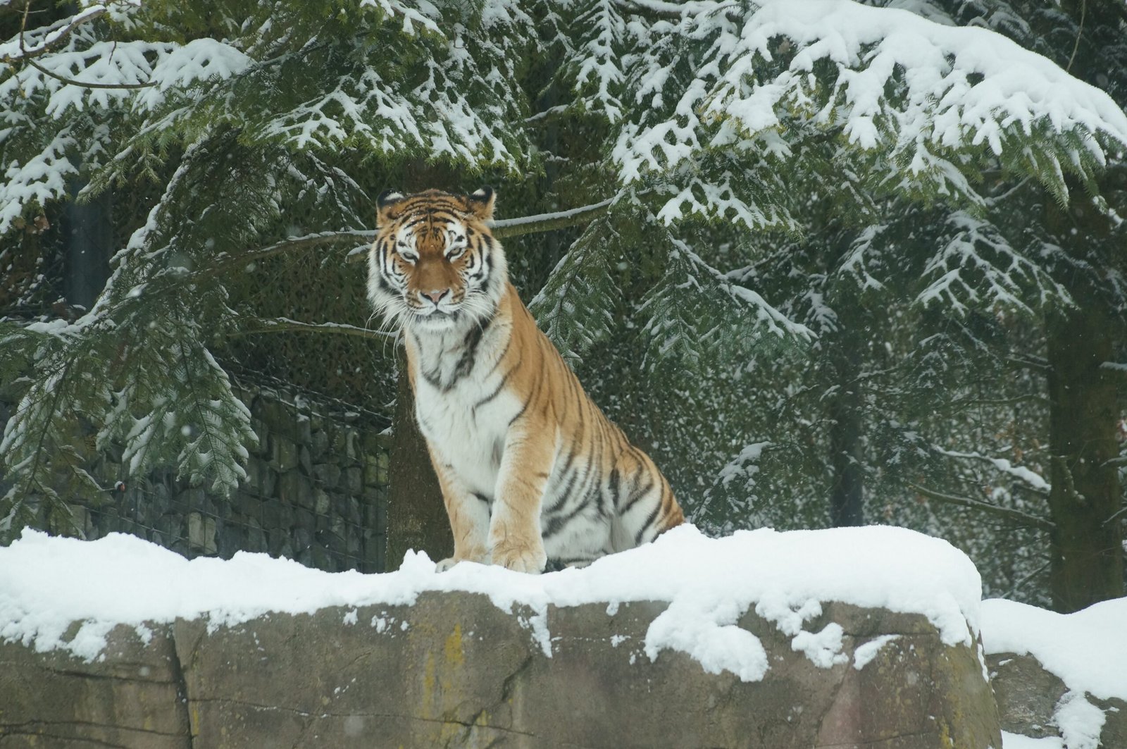 The Siberian Tiger: Master of the Snowy Forest (image credits: wikimedia)