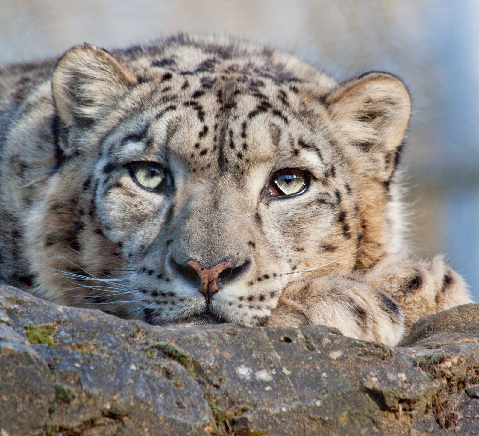 Solitary Spirits (image credits: wikimedia)