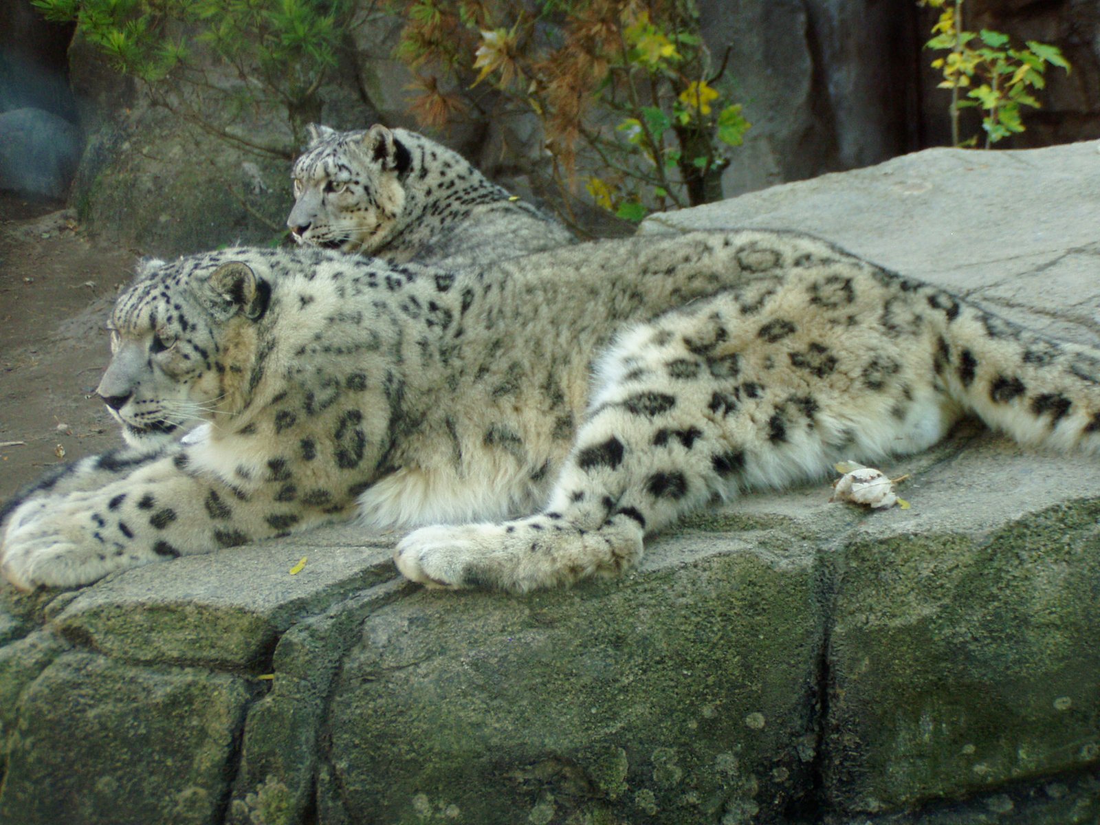 Guardians of the Peaks (image credits: wikimedia)