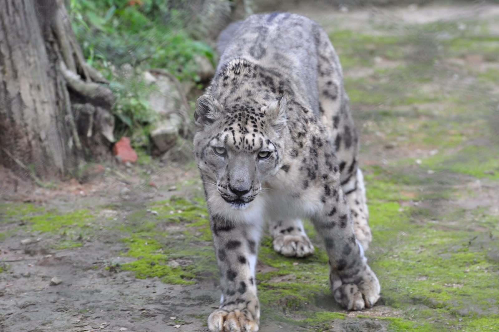 Eyes on the Future (image credits: wikimedia)