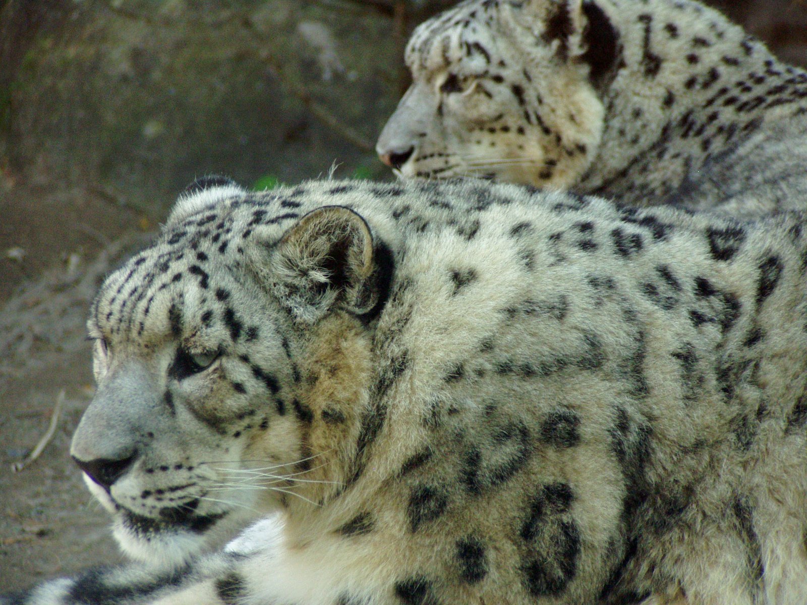 The Last Roar? (image credits: wikimedia)