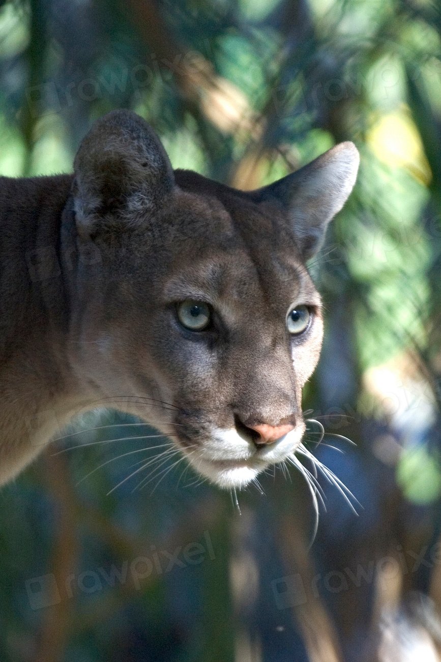 Panthers Communicate with Stealth (image credits: rawpixel)