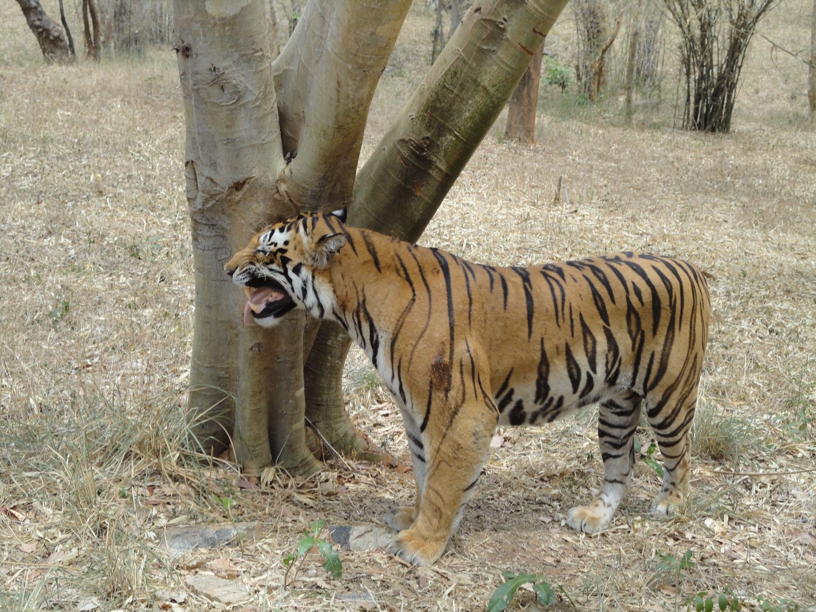 Marking Territory, Expressing Identity (image credits: wikimedia)