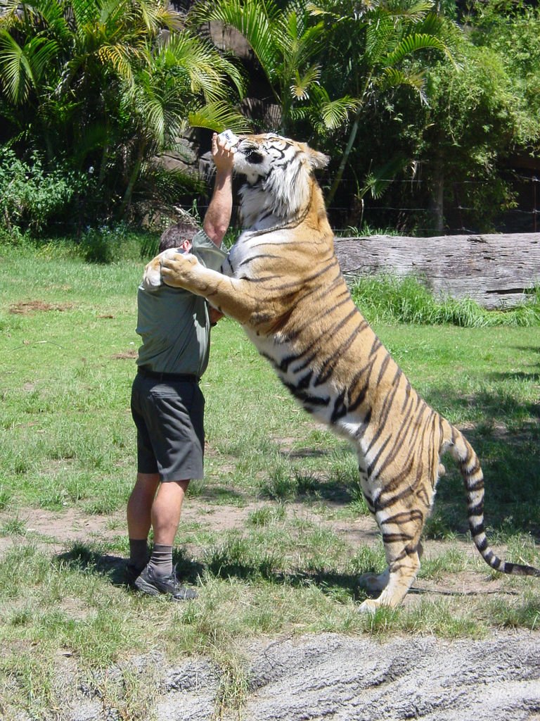 Stress in Captivity (image credits: wikimedia)