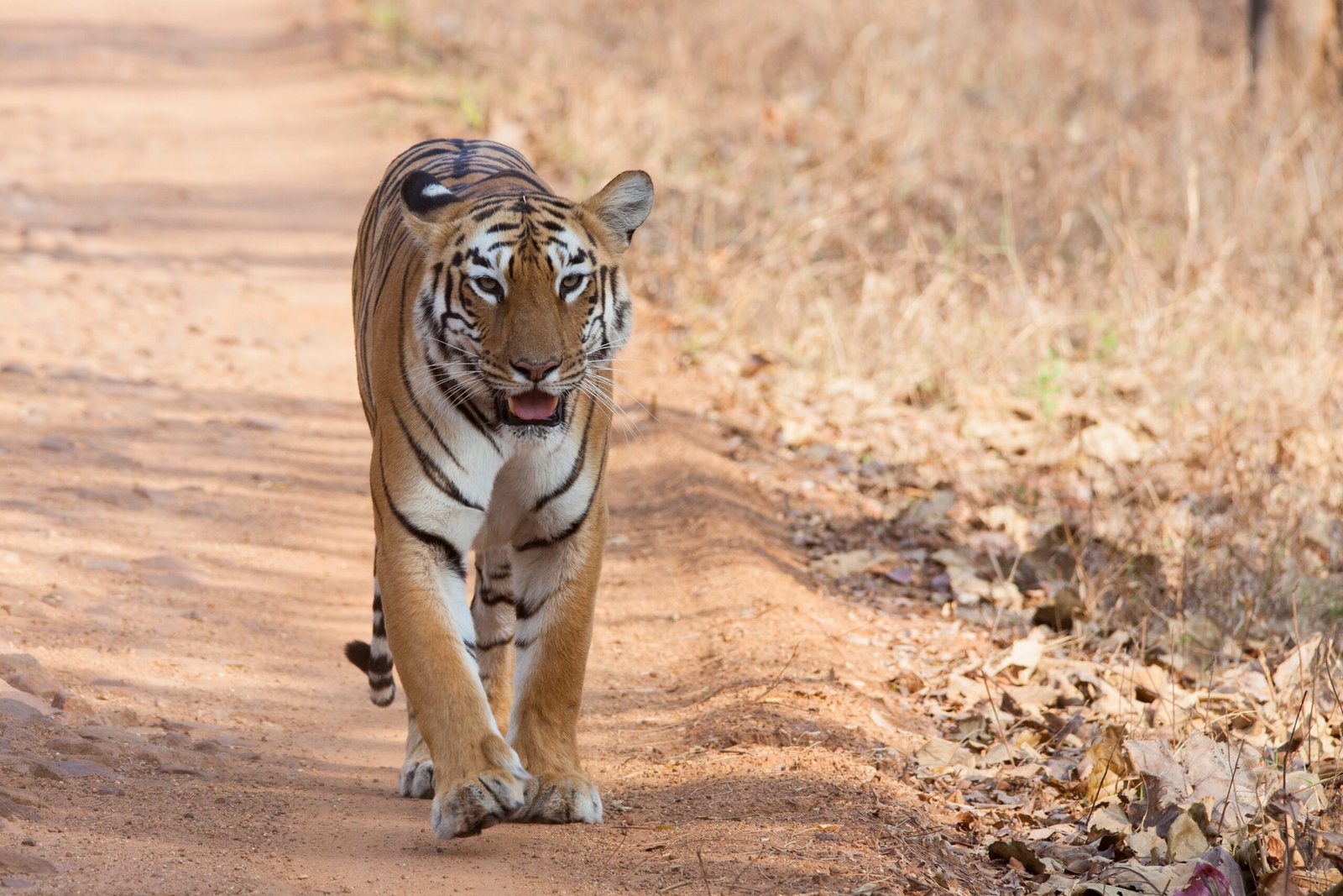 Changing Moods, Shifting Stripes (image credits: wikimedia)