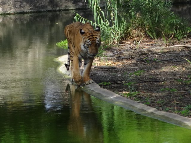 Environmental Awareness (image credits: wikimedia)