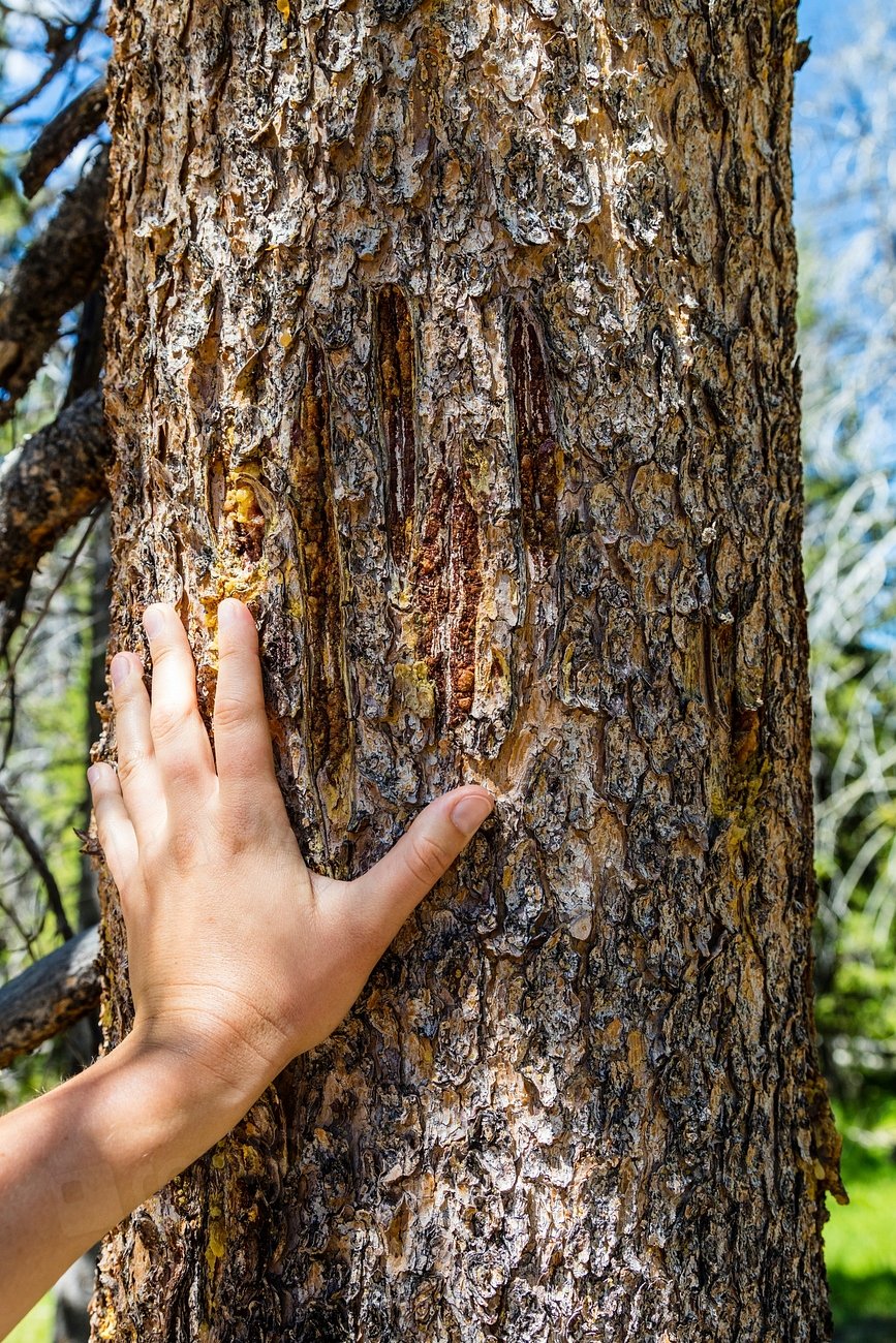 Scratching for Attention (image credits: rawpixel)