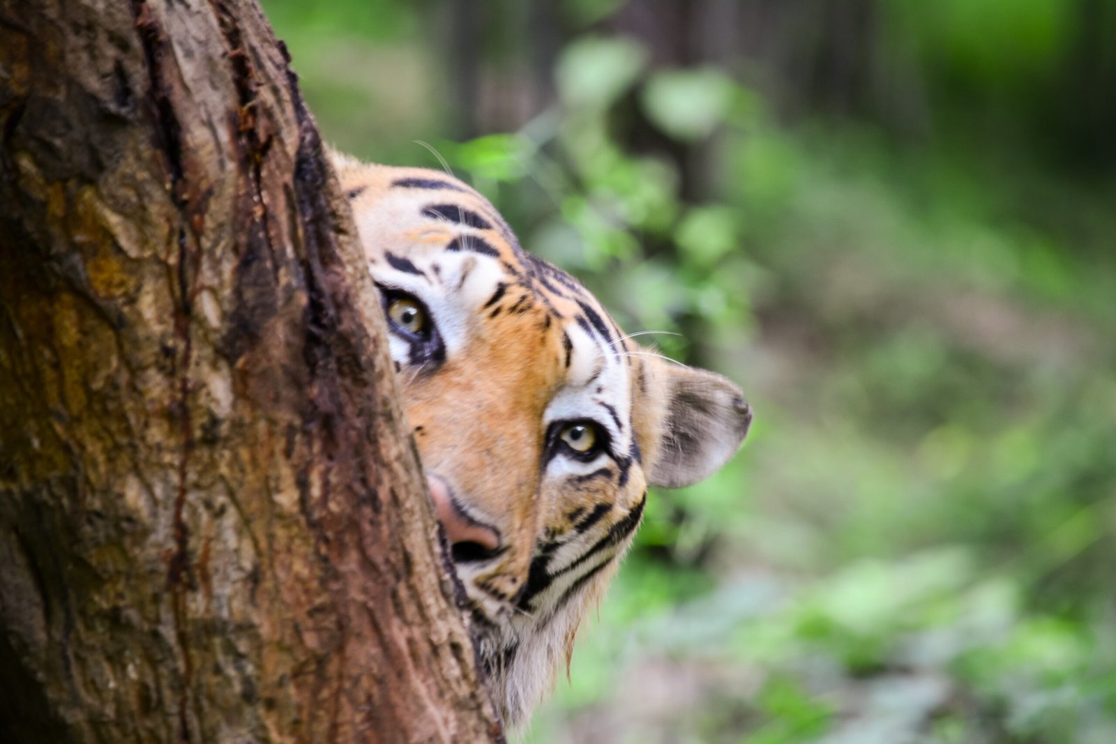 Love Notes in the Wild (image credits: wikimedia)