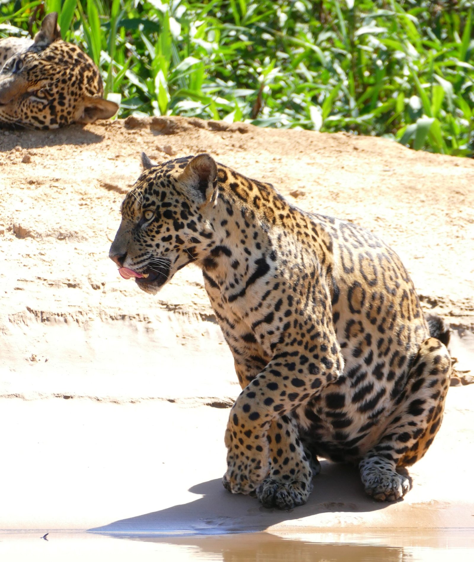 Jaguars in Love: River Rendezvous (image credits: wikimedia)