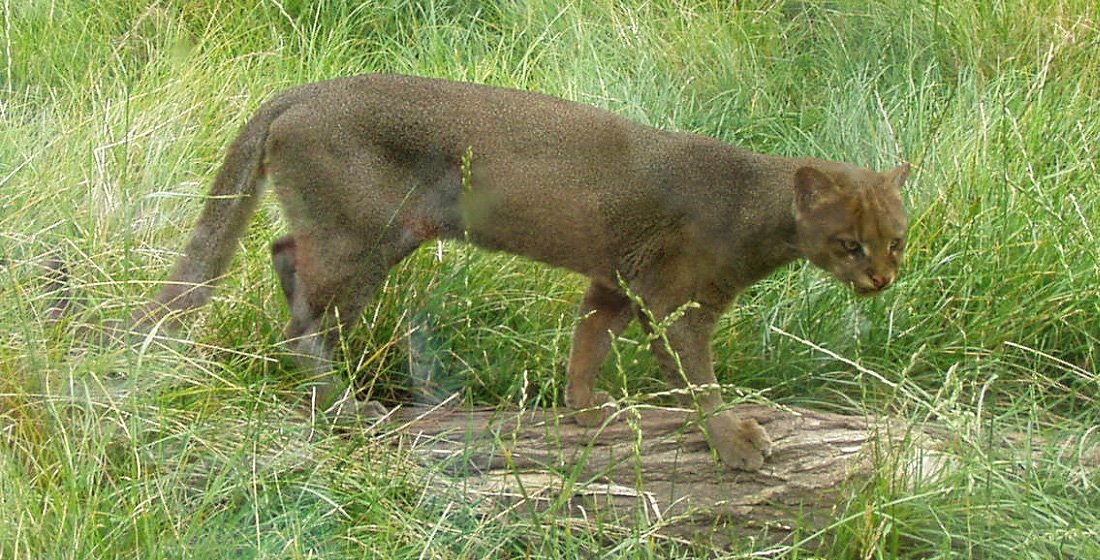 Jaguarundi’s Twitter: Bird-Like Notes (image credits: wikimedia)