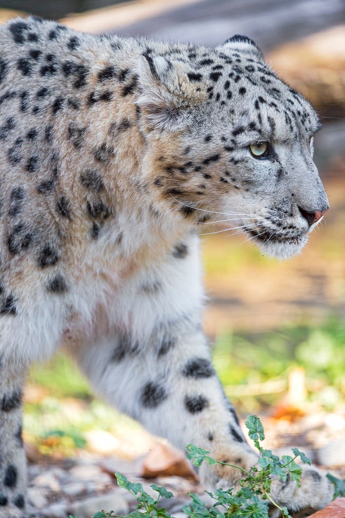 The Leopard: Master of Silent Stalking (image credits: flickr)
